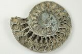 3.7" Cut & Polished, Pyritized Ammonite Fossil - Russia - #198343-3